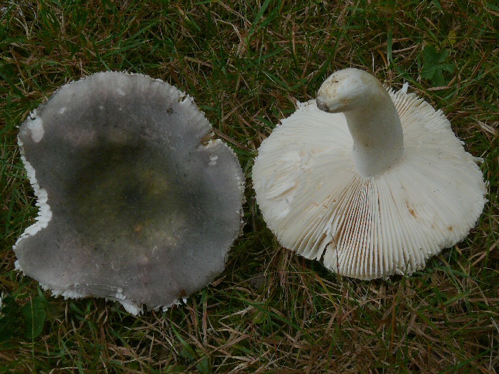 P1100471 RussulaParazurea mont cc crp